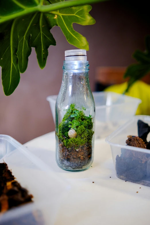 a bottle filled with moss sits on top of a table