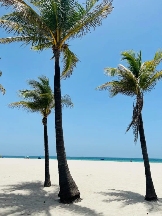 a beach that has some palm trees on it