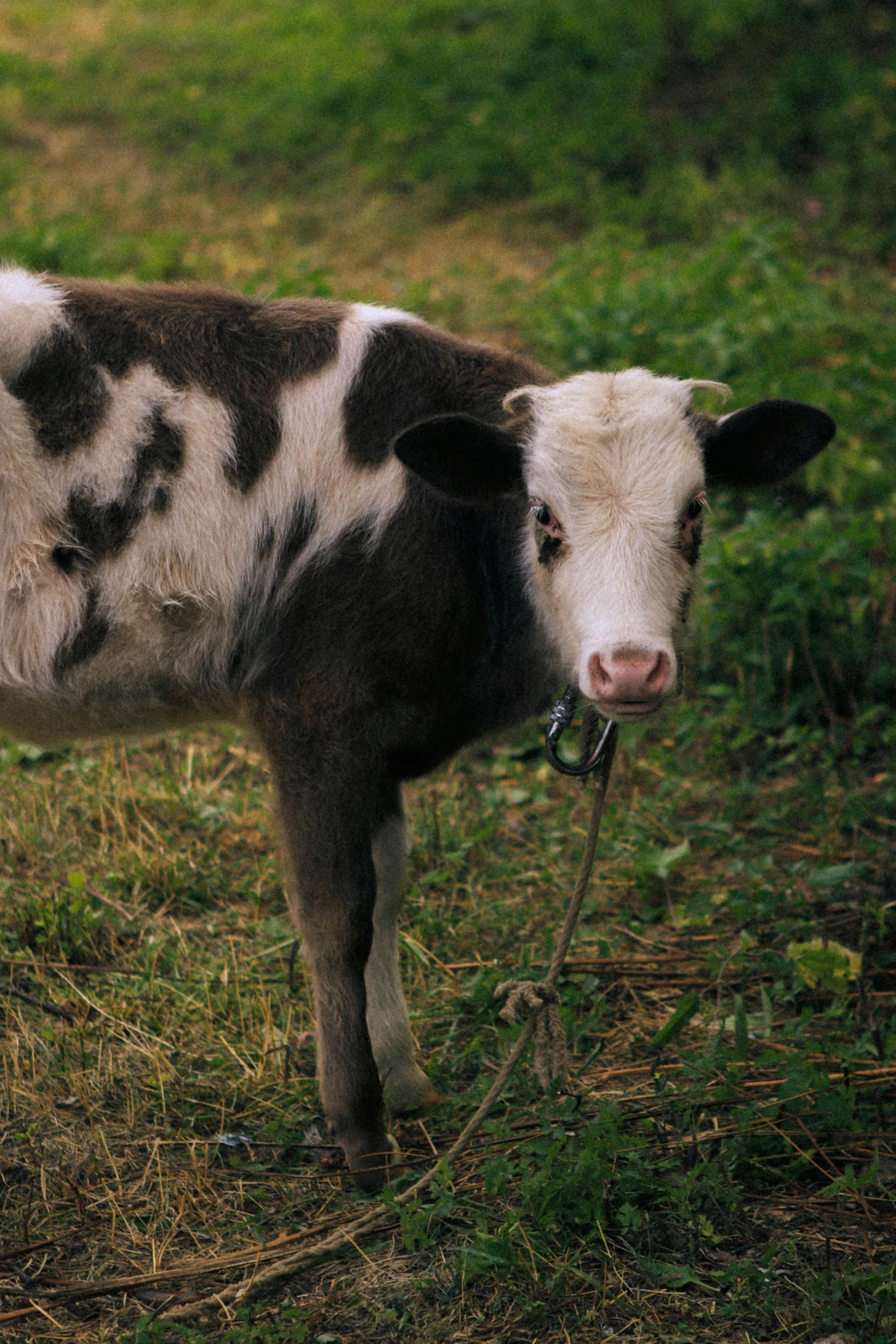 a black and white cow standing on the side of a road