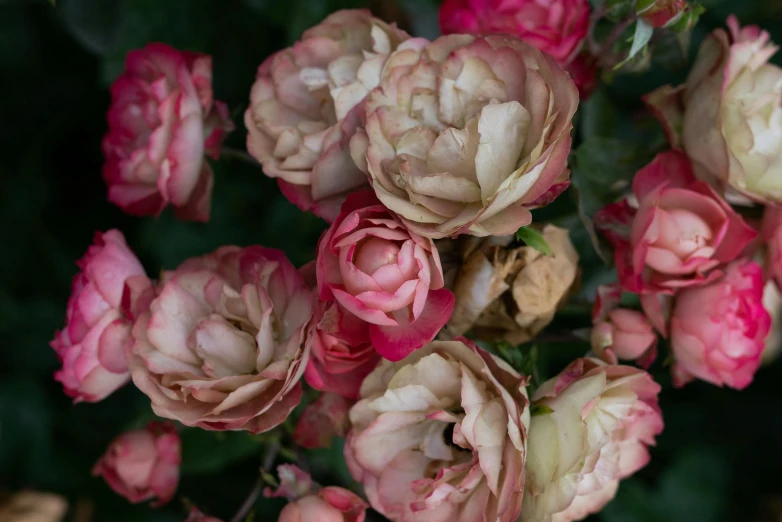 pink and white flowers in blooming position in an arrangement