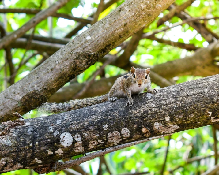 a squirrel sits on a nch outside in the woods