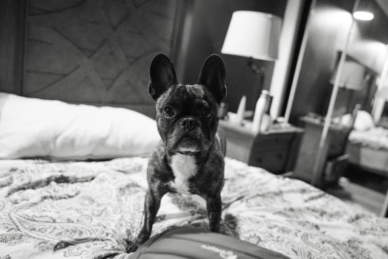 a small dog is standing on a bed with pillows