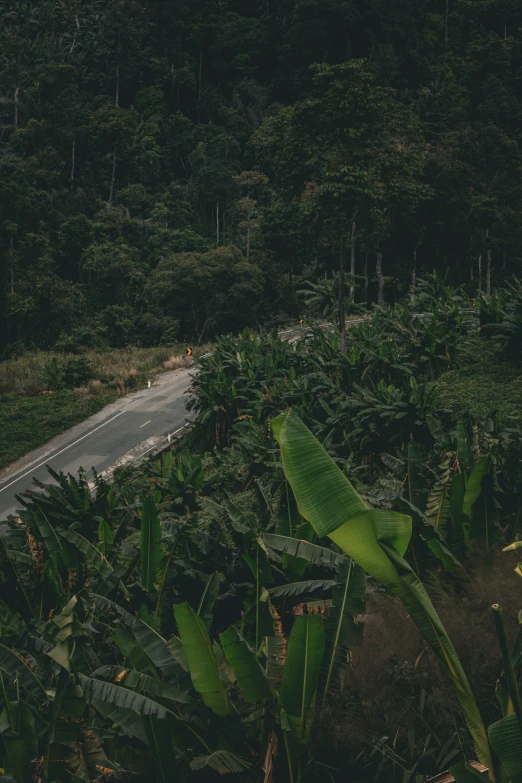 the view from the top of a hill shows a road through bananas