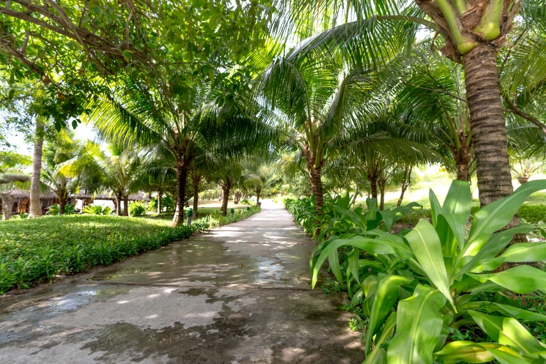 an old, worn pathway is surrounded by green vegetation