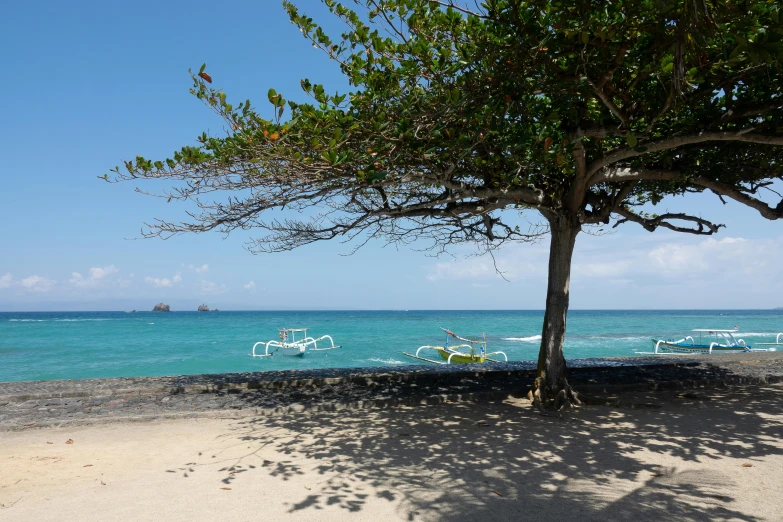 a tree sitting on the sand next to the ocean