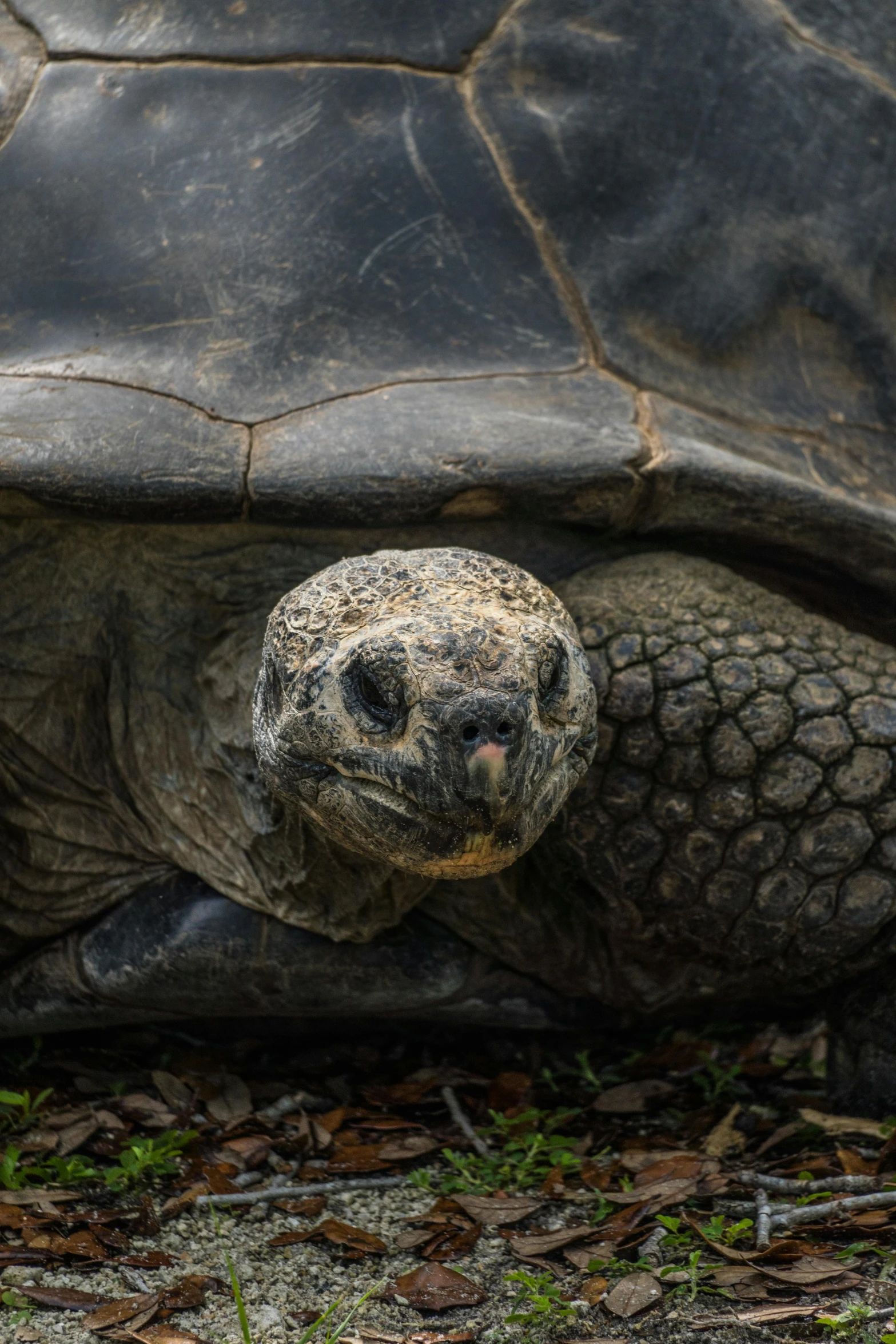 a giant turtle on the ground with it's face showing