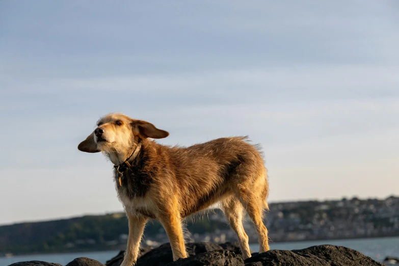 a brown dog standing on rocks near water