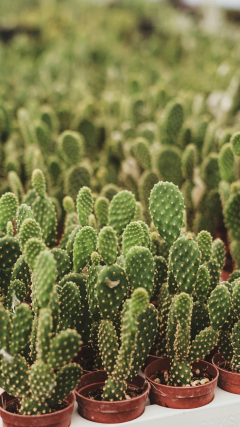 several green plants sit next to each other