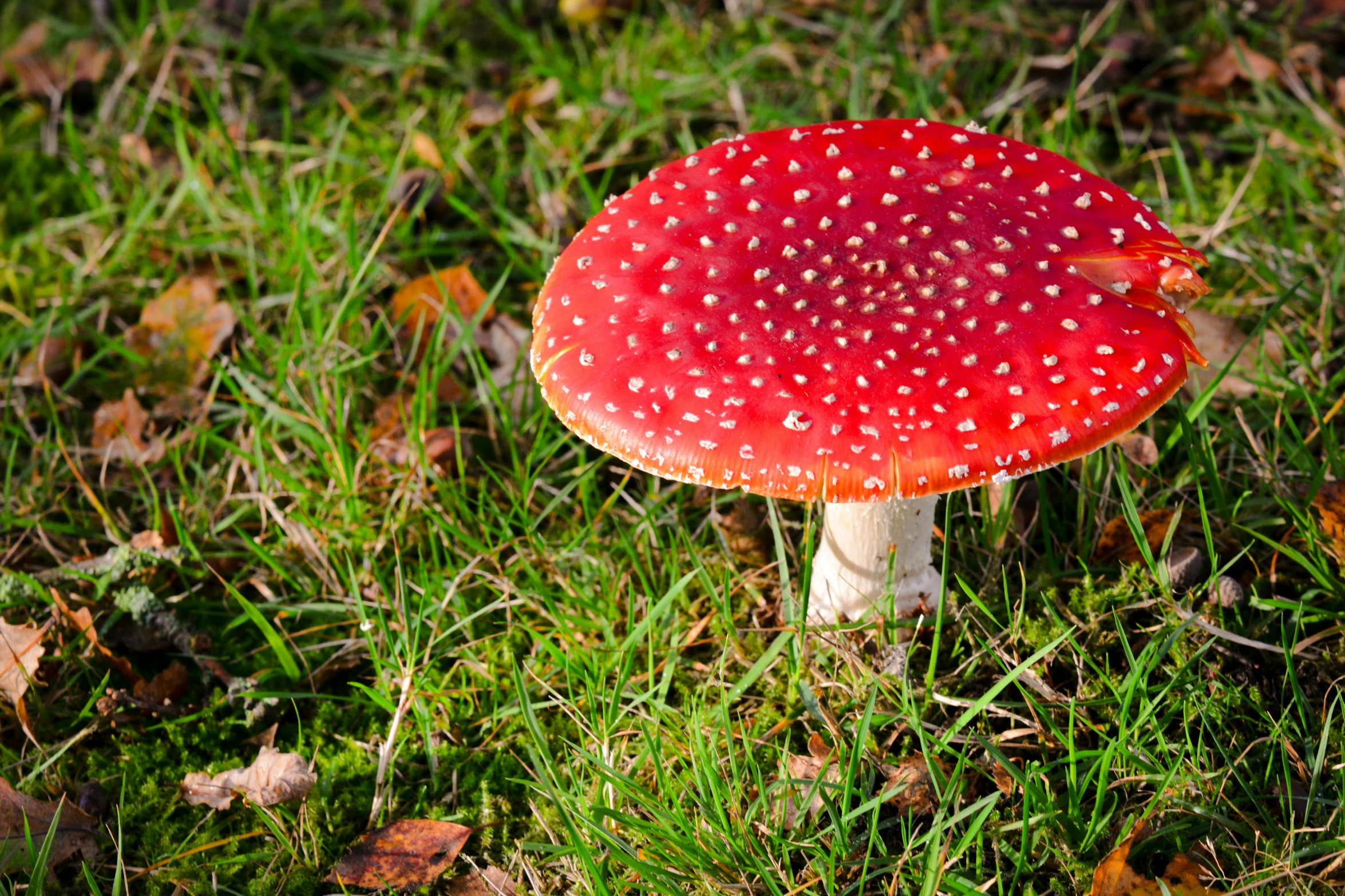 a red mushroom grows on the green grass