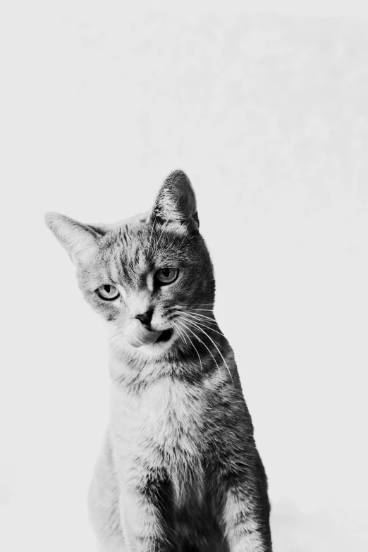 black and white image of a kitten on a white background