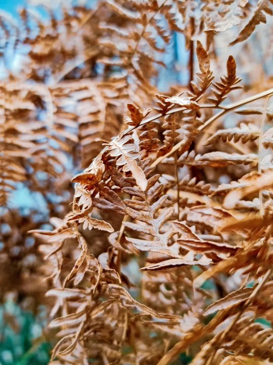 the leaves are brown and almost white