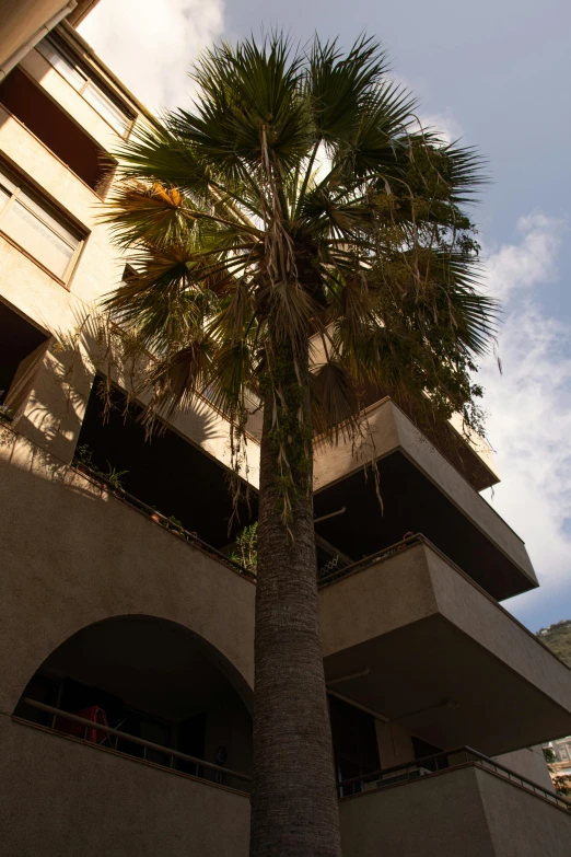a palm tree in front of an apartment building