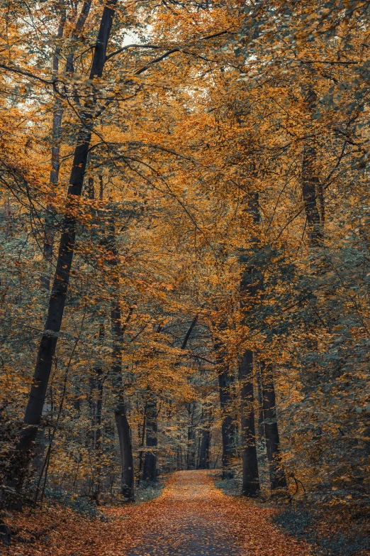 a tree lined road surrounded by fall colored trees