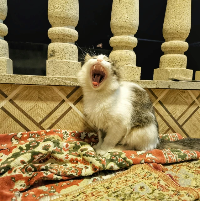 a white and gray cat yawning while sitting on top of a bed