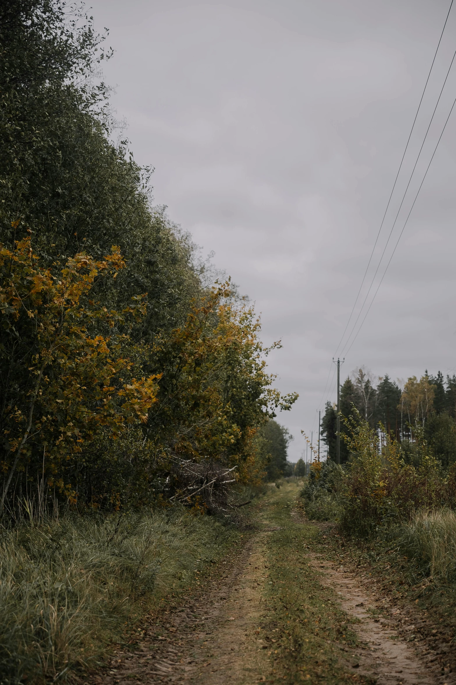 an old dirt road with trees and power lines