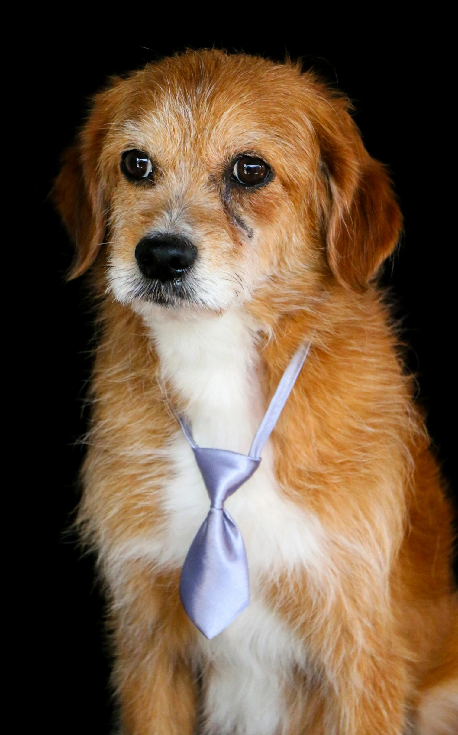 an adorable brown dog with a blue tie