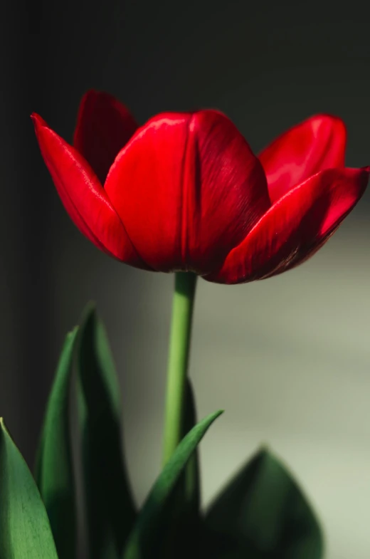 closeup of a red flower that looks like an elephant tulip