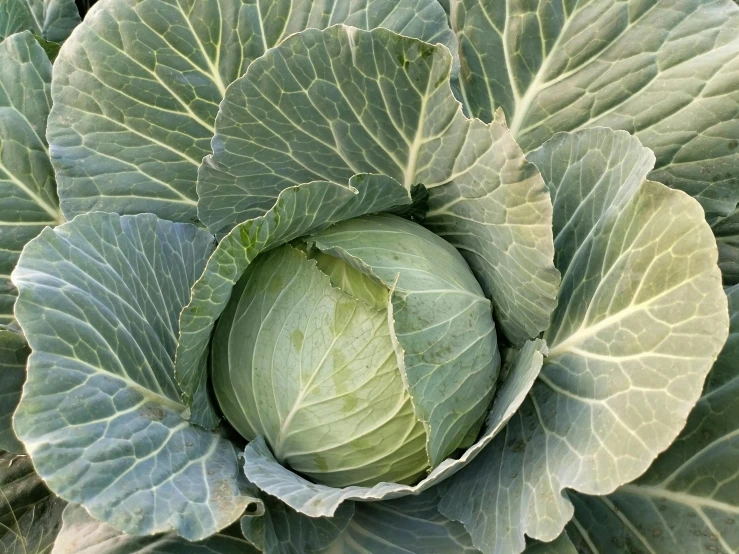a closeup of green leafy vegetable or plant