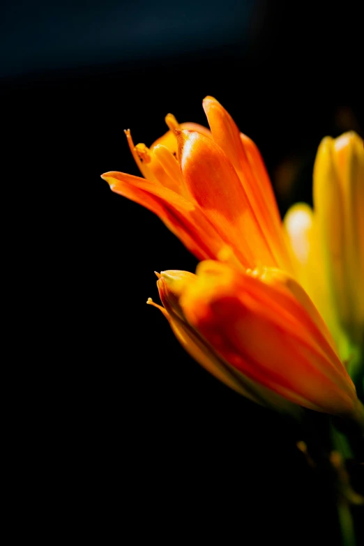 an orange and yellow flower with a dark background