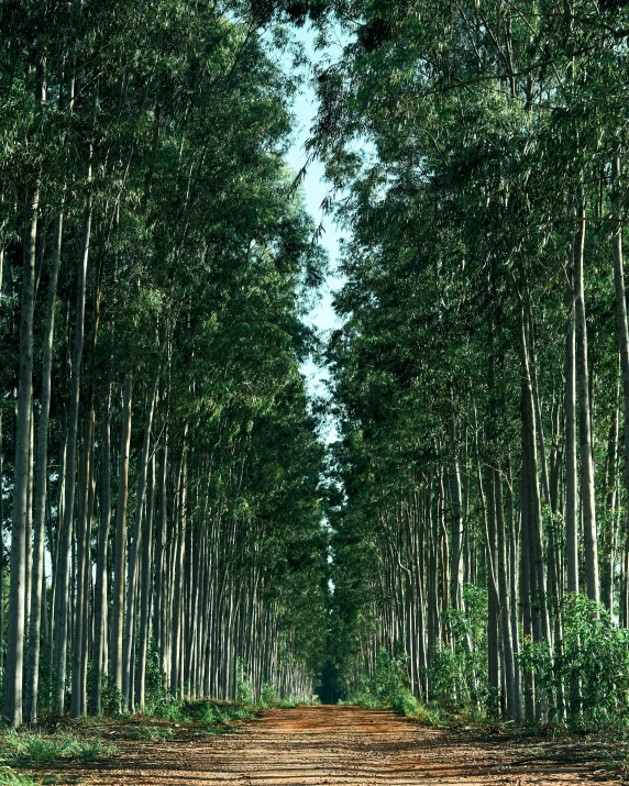 the forest is dense and very tall in this area