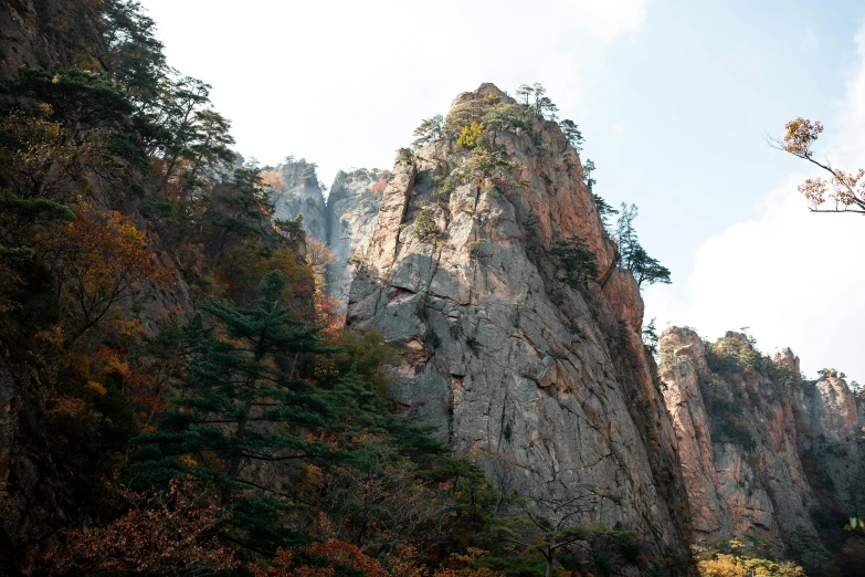 a bunch of trees growing out of a tall cliff