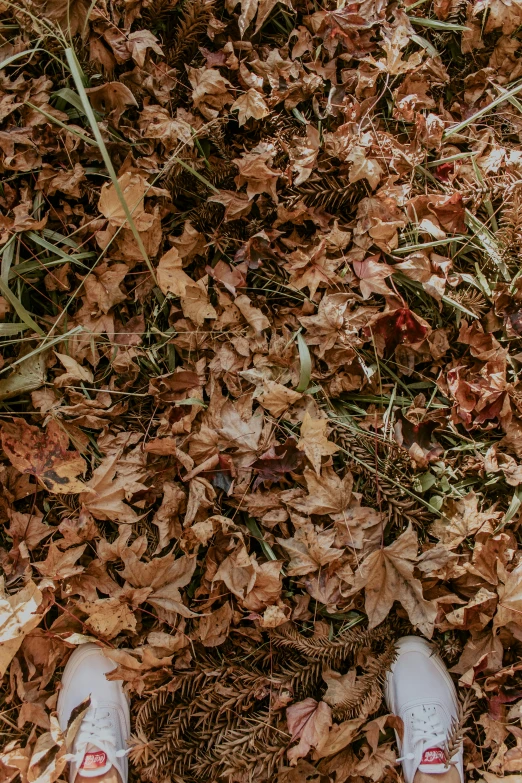 a persons feet on a leaf strewn lawn with brown leaves