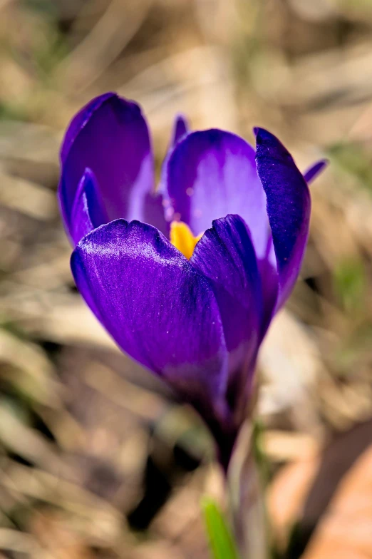 a purple flower with an yellow center blooming in the dirt