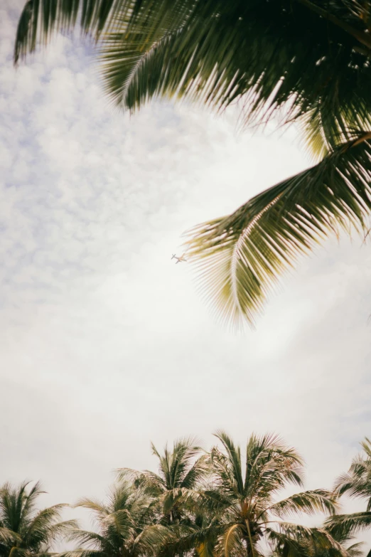 the sky and trees are very cloudy