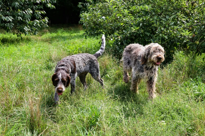 two dogs are walking through some tall grass