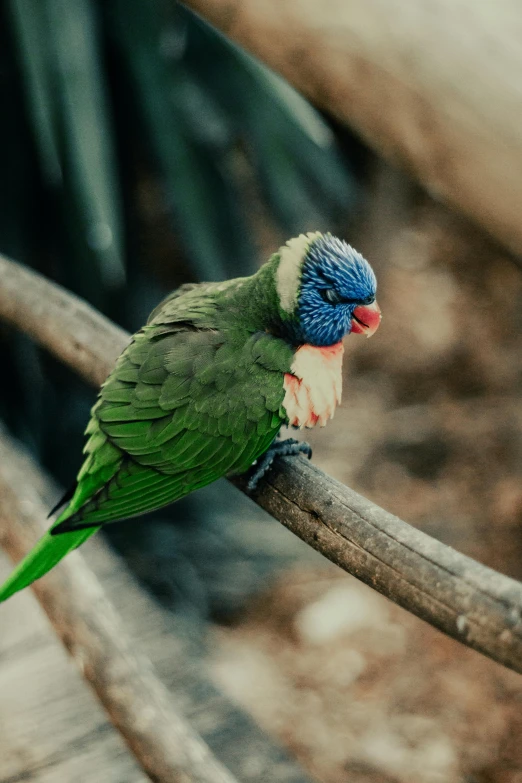 a colorful green parrot sits on a stick