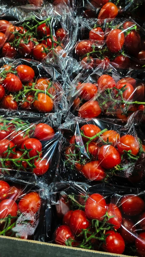 plastic wrapped tomato plants sit in a bin