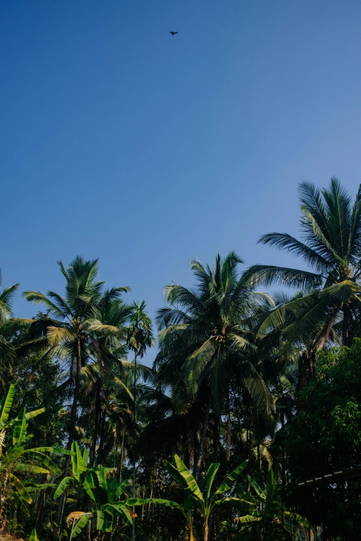 a view of the trees, birds and a flying object