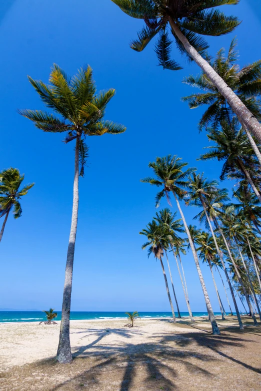 a row of palm trees on the beach