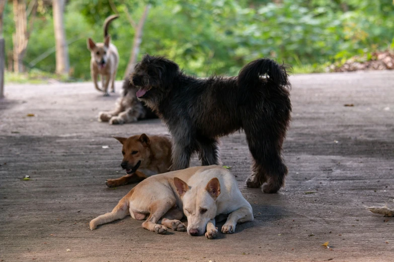 three dogs on the ground with trees in the background