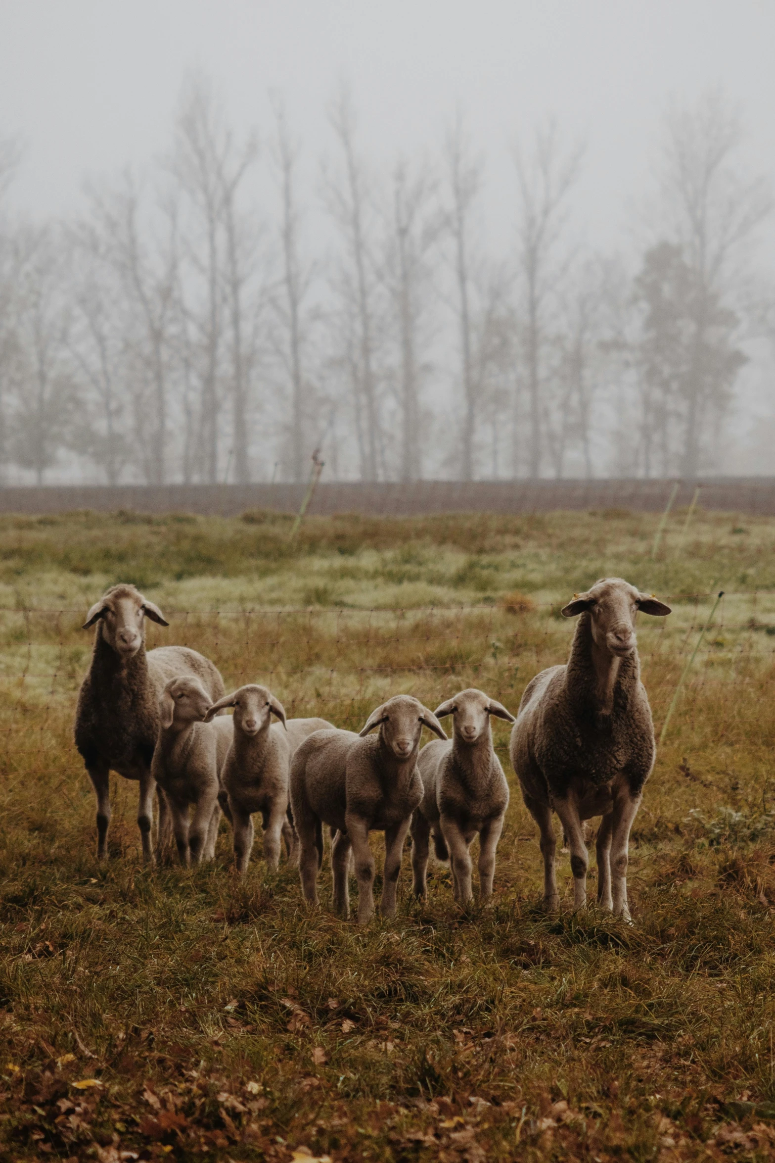 five lambs huddled together in a field during the day