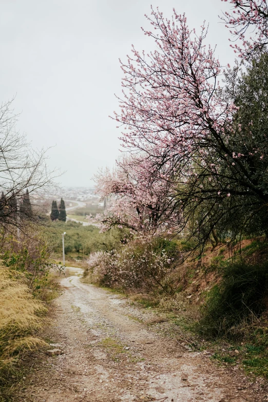 a lone dog is walking along a path with trees on both sides