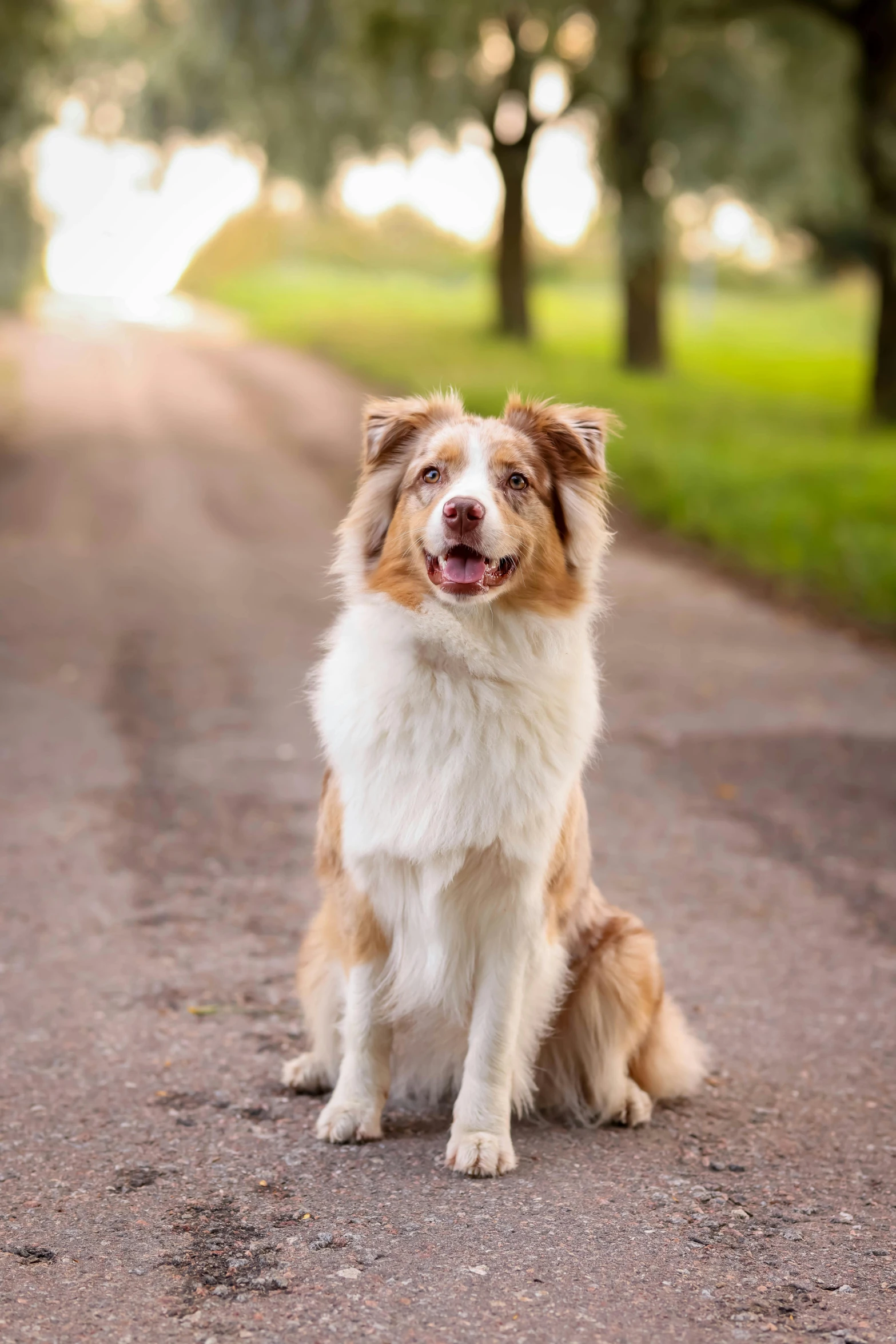 an adorable, white and brown dog sitting in the middle of a road