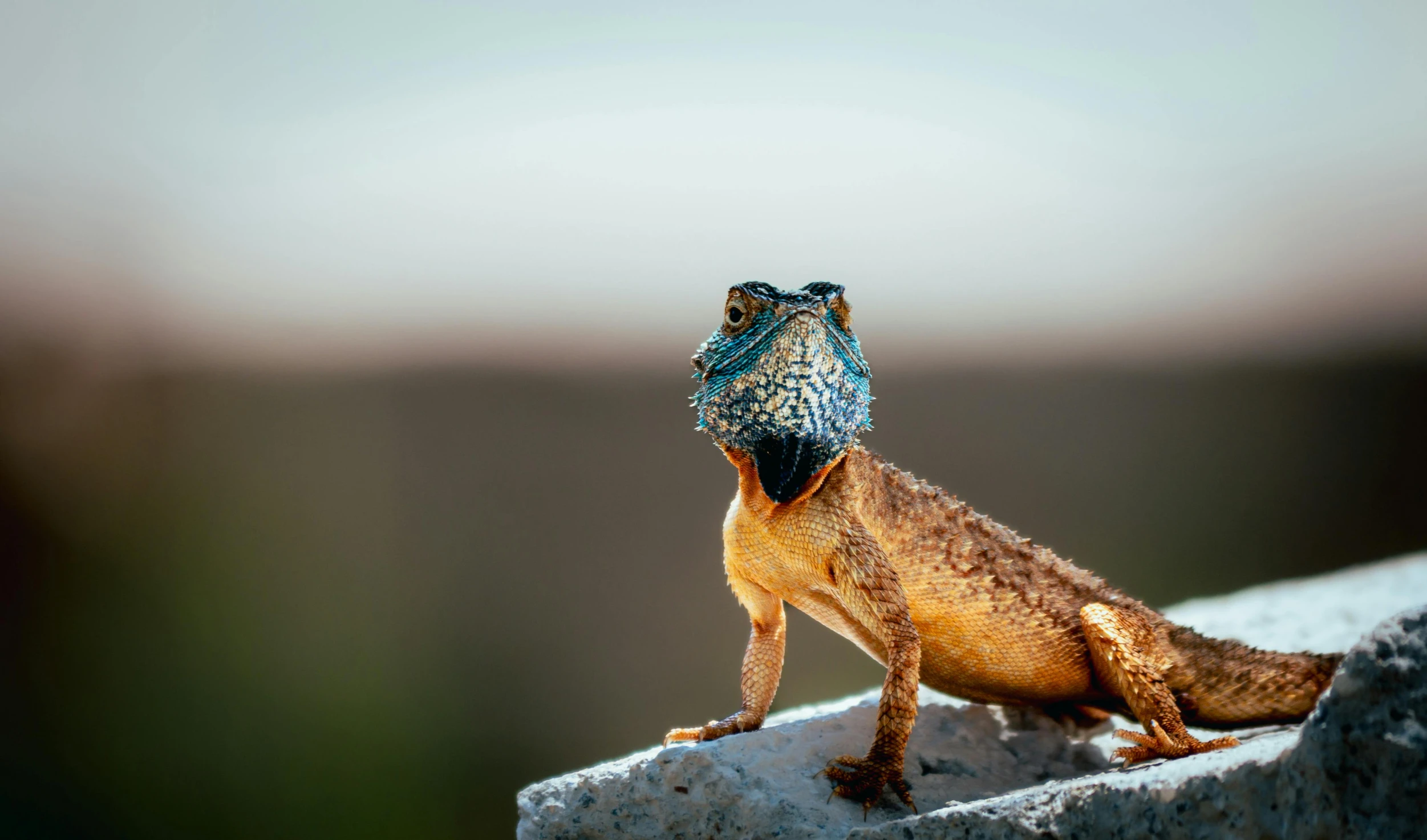 a yellow and black lizard on top of a rock