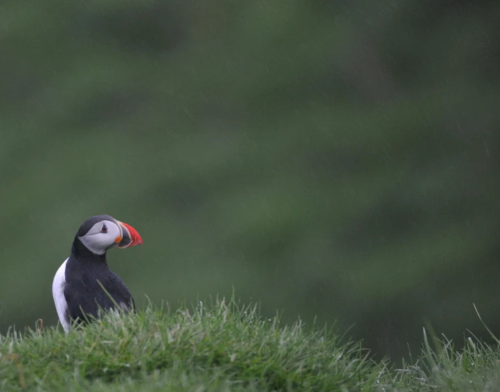 the bird with the red beak is looking to the right