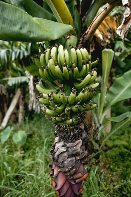 a close up of a palm tree with many ripe bananas