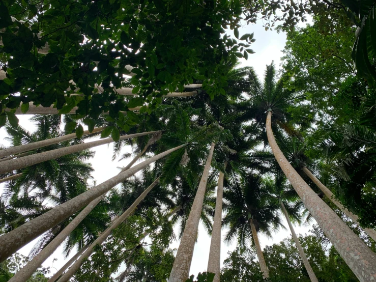 a group of tall trees in the forest