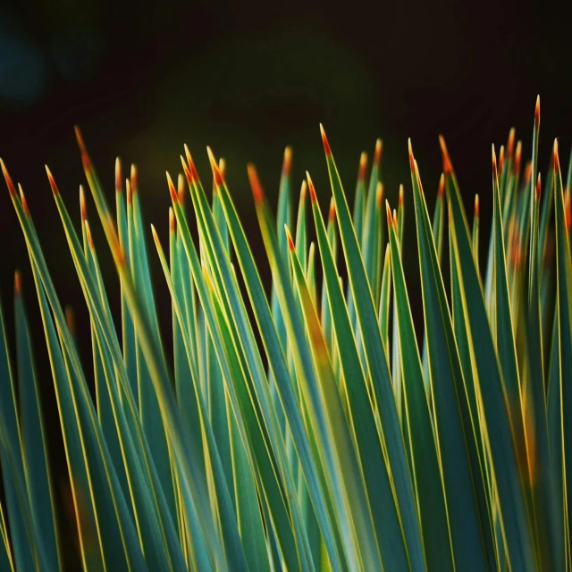 closeup of green and yellow leaves on a plant