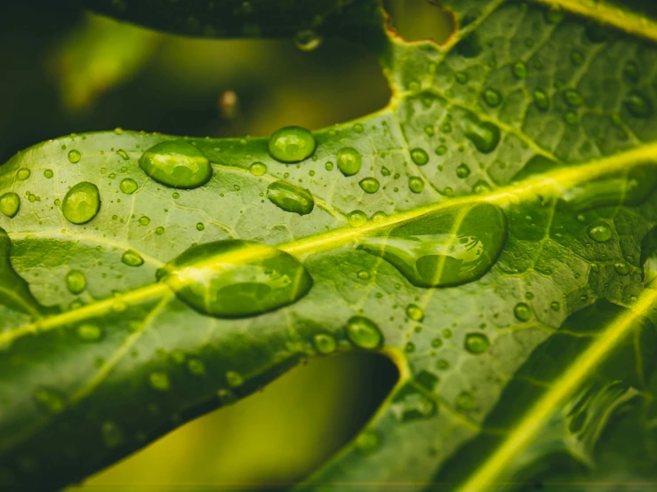 water droplets on leaves with green foliage in background