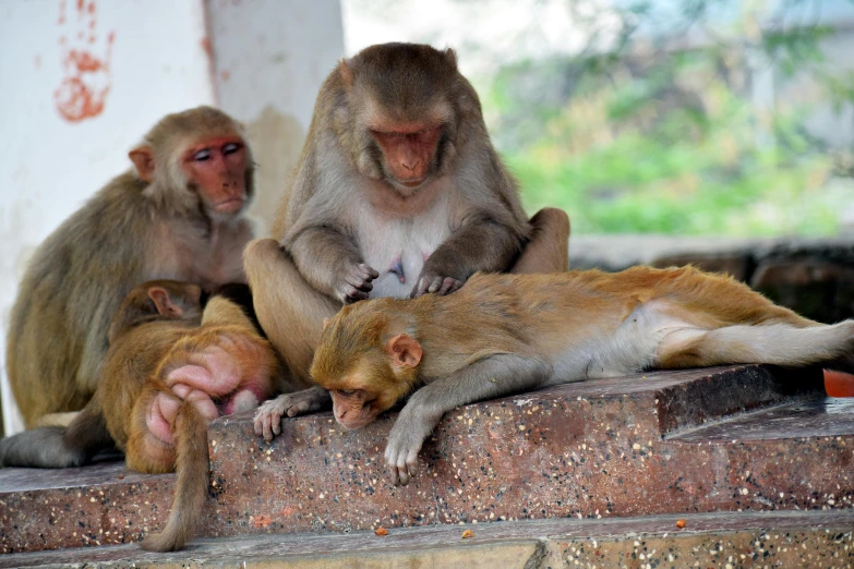 two monkeys are sitting on stone and one is holding a small baby