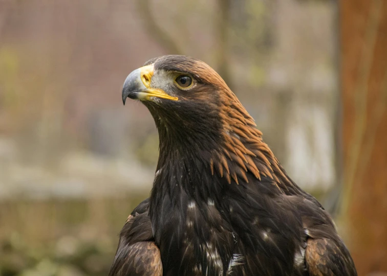 a large brown eagle with an interesting look on its face