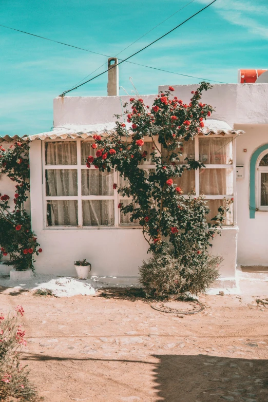 a plant is growing near a small house