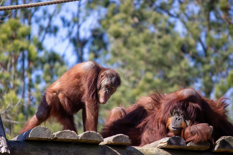 a couple of oranguels laying on a rock wall