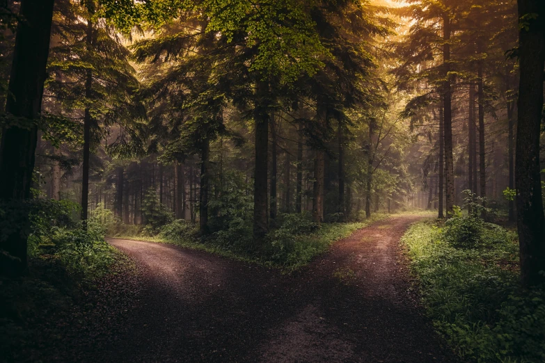 a path going through a forest with tall trees and grass