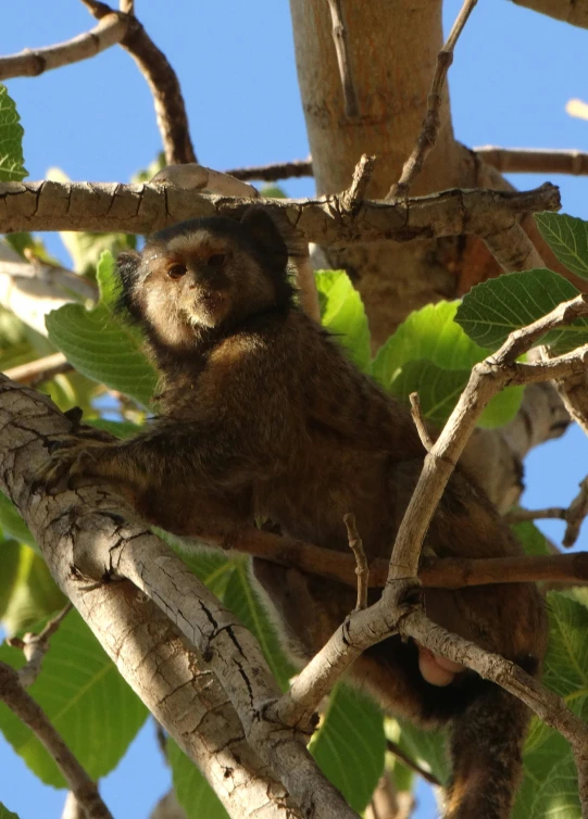 a monkey sitting in a tree on top of a nch