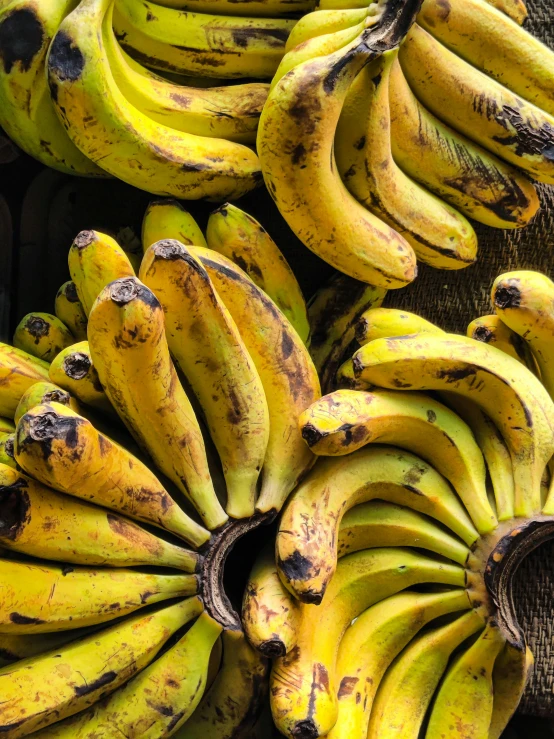 bunches of ripe bananas are in a pile